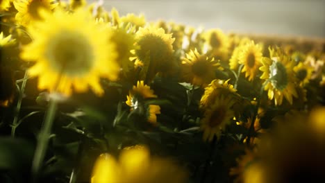 Sunflowers-blooming-in-Late-Summer